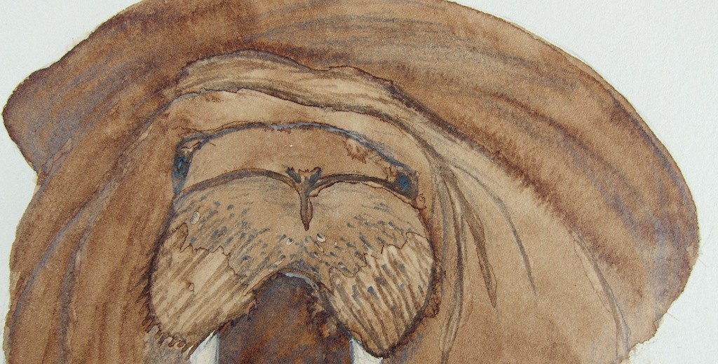 ChelseaDrawingOfTheDay_BrownWalrus