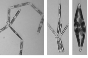 1.phytoplankton:lead
