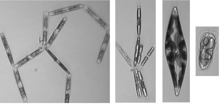 1.phytoplankton:lead