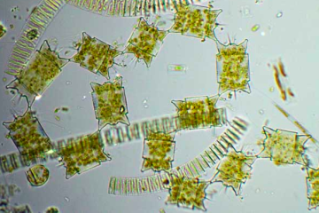 2.phytoplankton:diatom