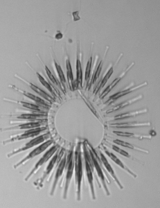 Asteroplanus kariana