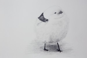 Bird3