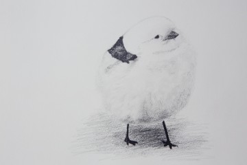 Bird3