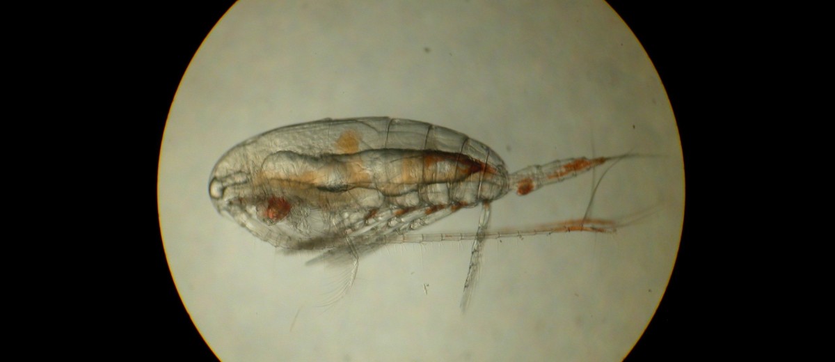 Calanus_Female