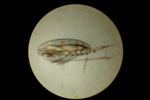 Calanus_Female