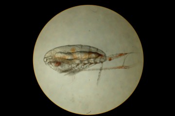Calanus_Female
