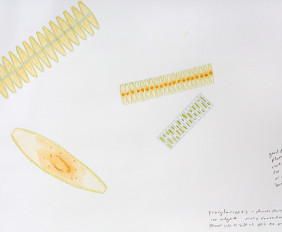 1. fragilariopsis small