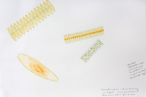 1. fragilariopsis small