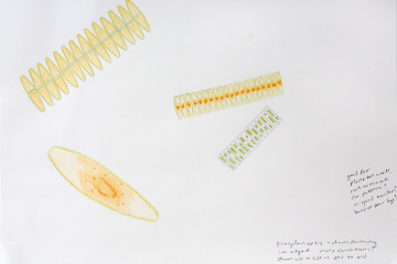 1. fragilariopsis small