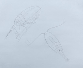 3. copepods small