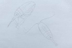3. copepods small