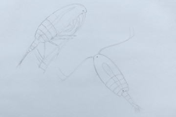 3. copepods small