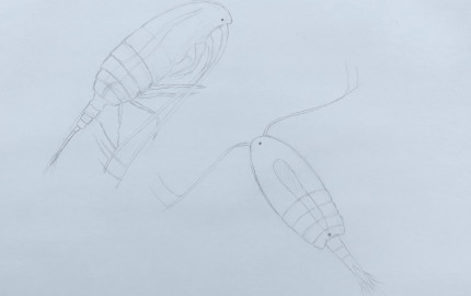 3. copepods small