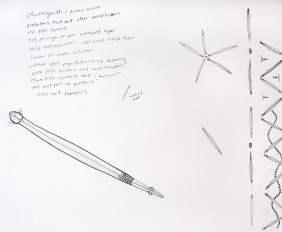 4. chaetognath small