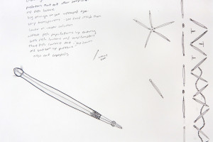 4. chaetognath small