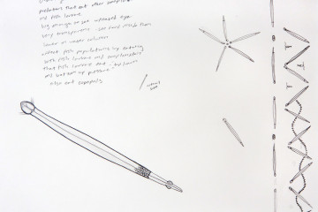 4. chaetognath small