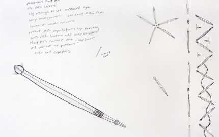 4. chaetognath small