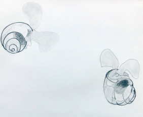 5. pteropods small