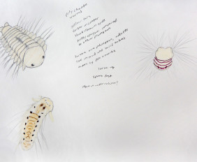 7. polychaete small